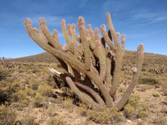 Oreocereus celsianus