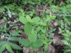 Porophyllum punctatum