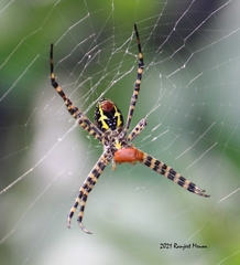 Argiope