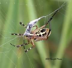 Argiope