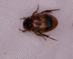 Anomala undulata