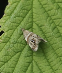 Prochoreutis extrincicella