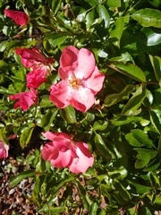 Rosa rugosa