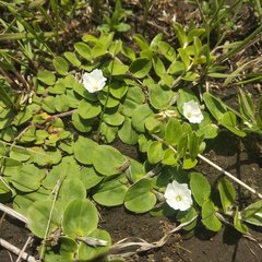 Evolvulus prostratus