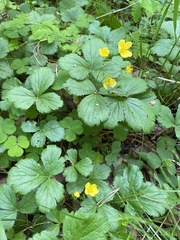Waldsteinia ternata