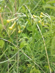 Lithospermum strictum