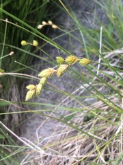 Carex silicea
