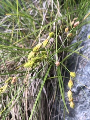 Carex silicea