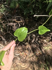 Smilax melastomifolia