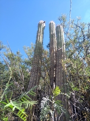 Trichocereus tacaquirensis