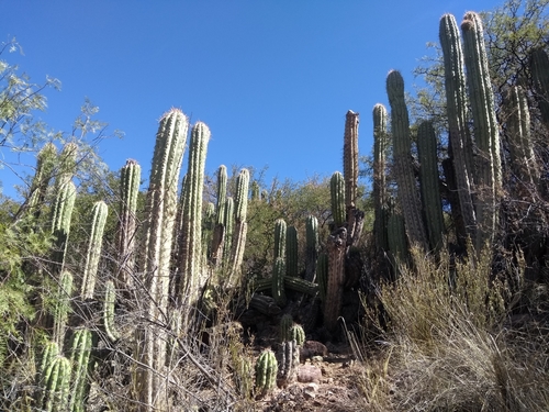 Image of Trichocereus tacaquirensis by no rights reserved