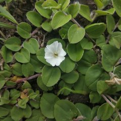 Evolvulus prostratus