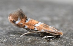 Cameraria fletcherella