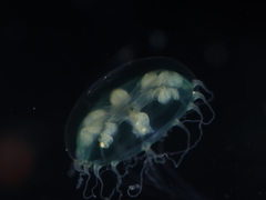 Melicertissa orientalis