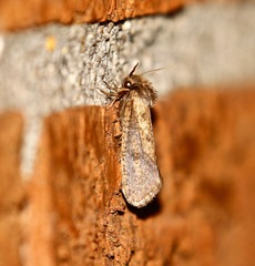 Acrolophus popeanella