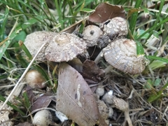 Coprinopsis variegata