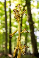 Corallorhiza maculata maculata