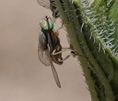 Terellia fuscicornis