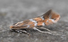 Cameraria fletcherella