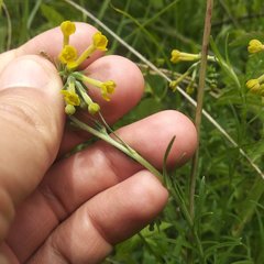 Lithospermum strictum