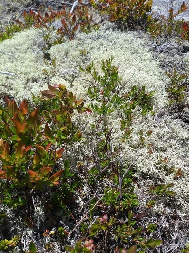 Image of Vaccinium boreale by (c) Mike Zifkin, some rights reserved (CC BY)
