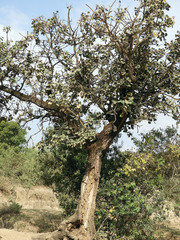Erythrina abyssinica