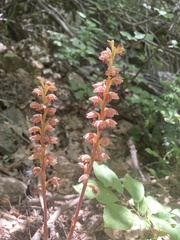 Corallorhiza striata vreelandii