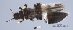 Panchaetothripidae