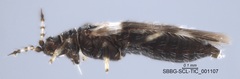 Panchaetothripidae
