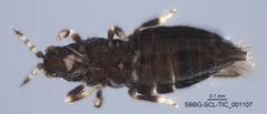 Panchaetothripidae