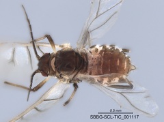 Brachycaudus helichrysi