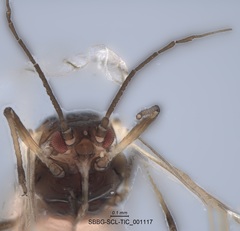 Brachycaudus helichrysi