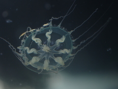 Melicertissa orientalis