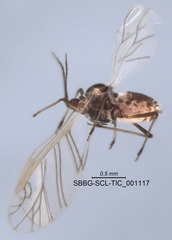 Brachycaudus helichrysi