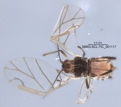 Brachycaudus helichrysi