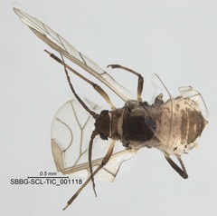 Nearctaphis