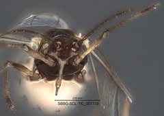 Nearctaphis