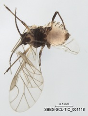 Nearctaphis