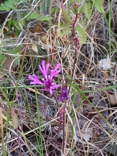 Red ribbons (Clarkia concinna)