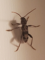 Xylotrechus