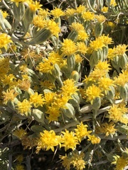 Tetradymia