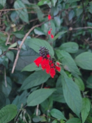 Salvia melissiflora