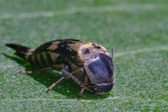 Glipa oculata
