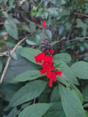Salvia melissiflora