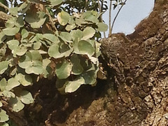 Erythrina abyssinica