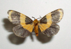 Eudesmia arida