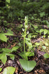 Platanthera hookeri