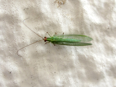 Chrysoperla furcifera