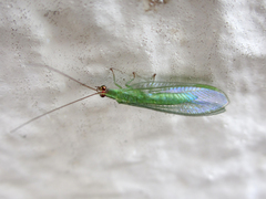 Chrysoperla furcifera