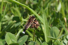 Promachus yesonicus